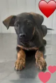 Cachorro raça SRD-ViraLata idade 2 a 6 meses nome KIKA