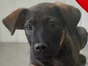Cachorro raça SRD-ViraLata idade 2 a 6 meses nome KIKA
