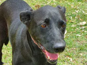 Cachorro raça SRD-ViraLata idade 2 anos nome MAIRA