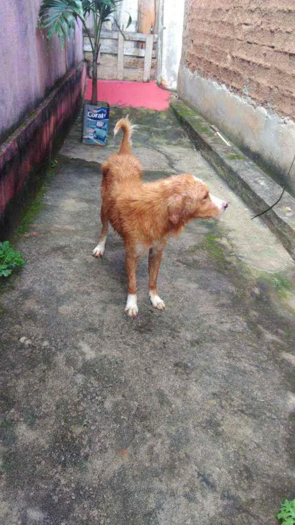 Cachorro ra a Vira lata idade 1 ano nome Dik