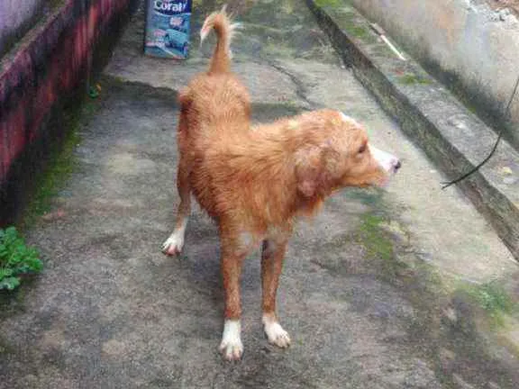 Cachorro ra a Vira lata idade 1 ano nome Dik