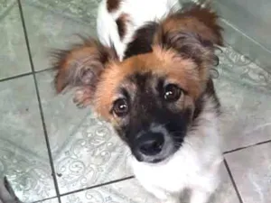 Cachorro raça SRD-ViraLata idade 2 a 6 meses nome LASSIE
