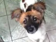 Cachorro raça SRD-ViraLata idade 2 a 6 meses nome LASSIE