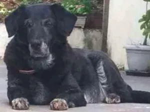 Cachorro raça Mestiço labrador idade 6 ou mais anos nome Esmeralda