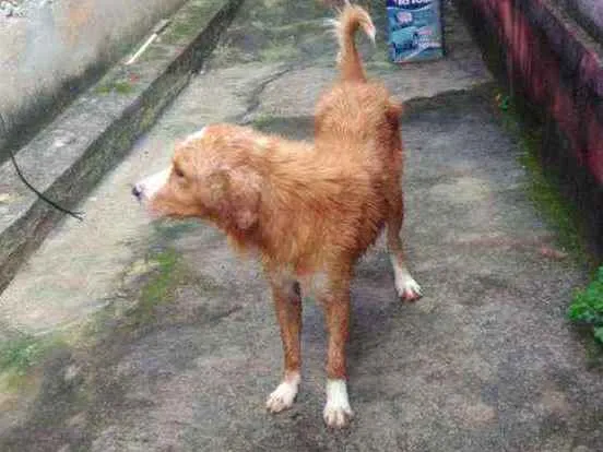 Cachorro ra a Vira lata idade 1 ano nome Dik