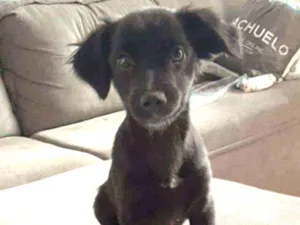 Cachorro raça Sem raça idade 7 a 11 meses nome Fred e Jad