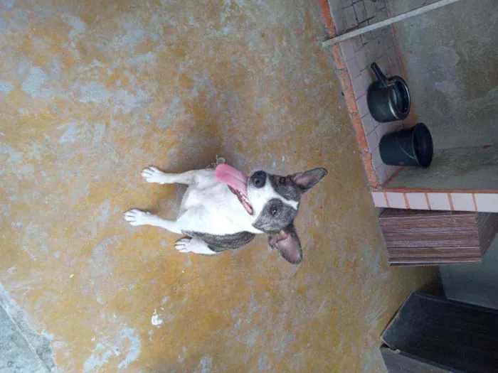 Cachorro ra a Vira lata com pitbull  idade 2 anos nome Mel