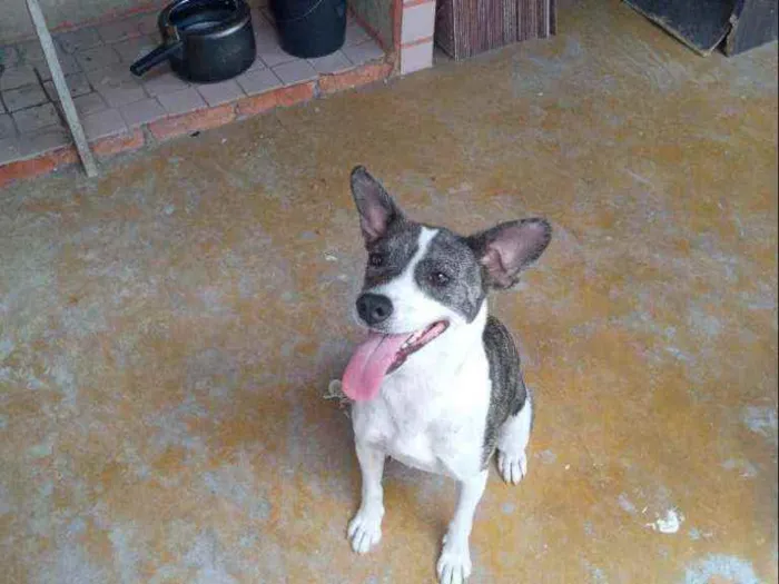 Cachorro ra a Vira lata com pitbull  idade 2 anos nome Mel