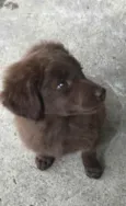 Milly