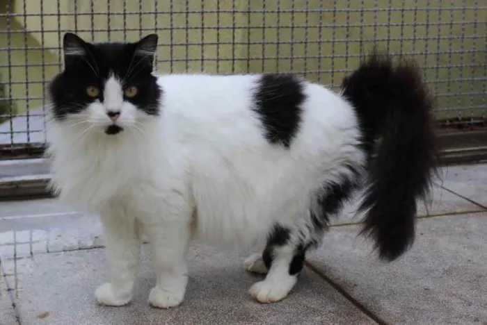 Gato raça SRD-ViraLata idade 5 anos nome Matilda