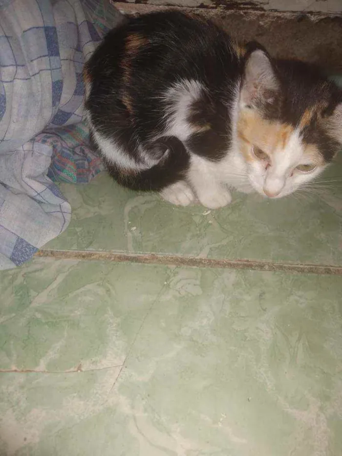 Gato ra a  idade 2 a 6 meses nome Bonitinha