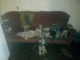 Fred,Rubi,Perola,Mel