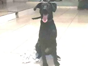 Cachorro raça Vira lata idade 7 a 11 meses nome Luna