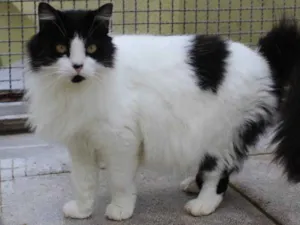 Gato raça SRD-ViraLata idade 5 anos nome Matilda