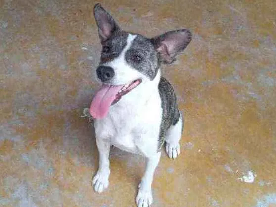 Cachorro ra a Vira lata com pitbull  idade 2 anos nome Mel