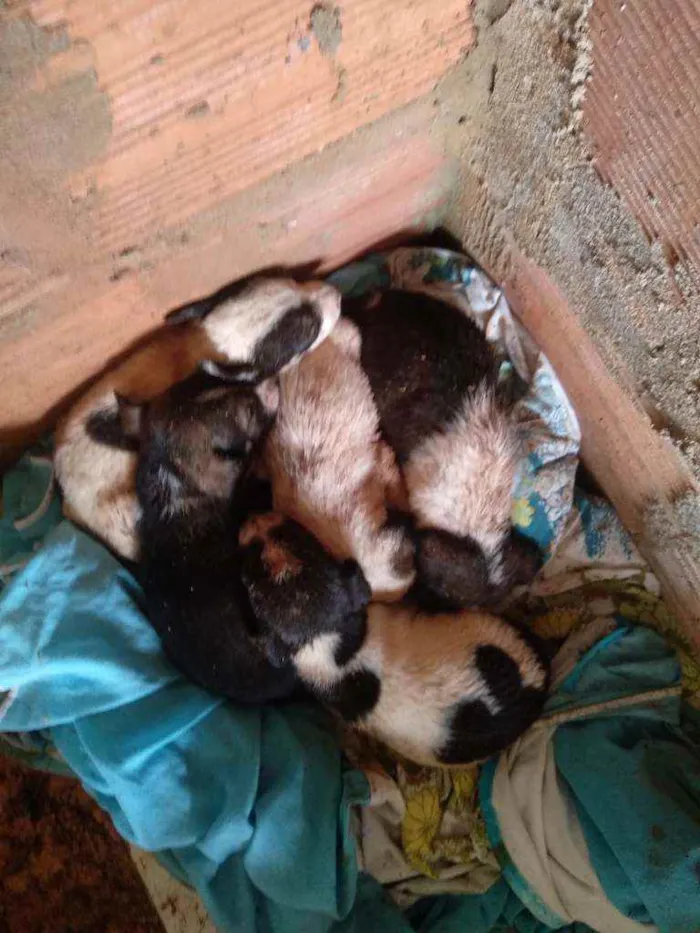 Cachorro raça aparentemente vira-lata idade 2 a 6 meses nome não tem