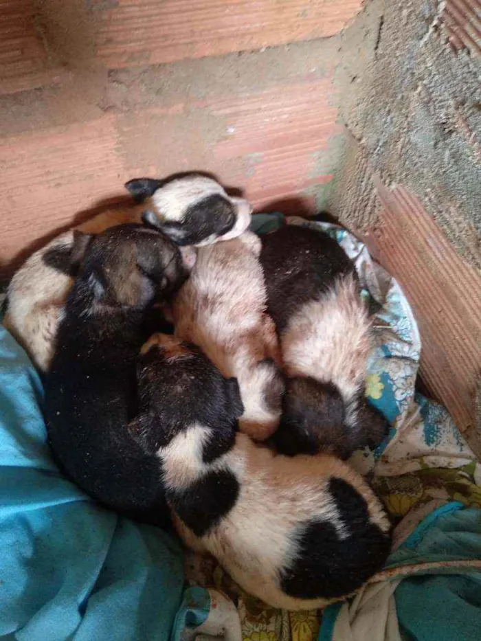 Cachorro raça aparentemente vira-lata idade 2 a 6 meses nome não tem