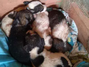 Cachorro raça aparentemente vira-lata idade 2 a 6 meses nome não tem