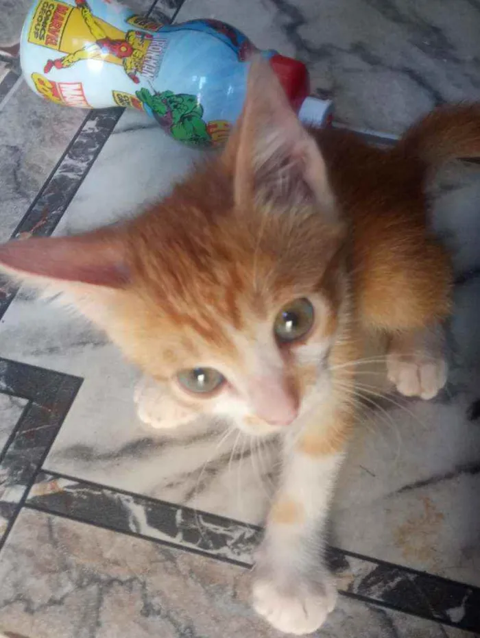 Gato raça  idade 2 a 6 meses nome Ted