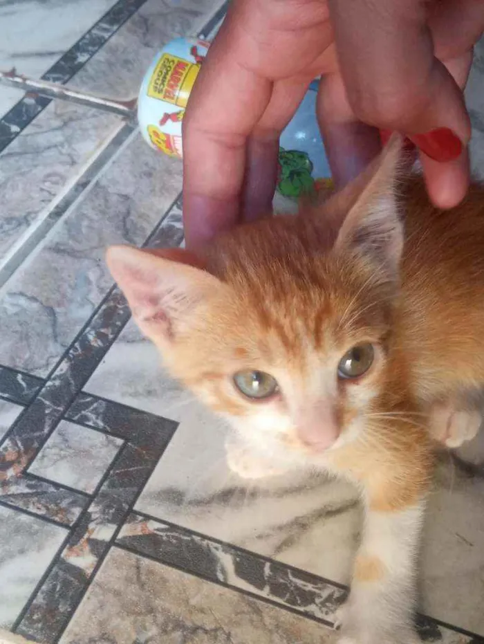 Gato raça  idade 2 a 6 meses nome Ted