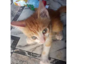 Gato raça  idade 2 a 6 meses nome Ted
