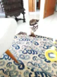 Gato