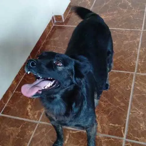 Cachorro ra a Srd idade 2 anos nome Jade