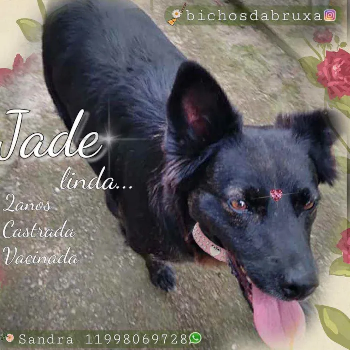 Cachorro ra a Srd idade 2 anos nome Jade