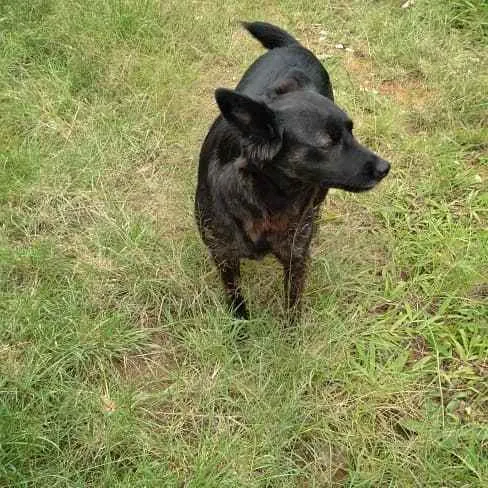Cachorro ra a Srd idade 2 anos nome Jade