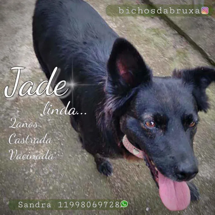 Cachorro ra a Srd idade 2 anos nome Jade