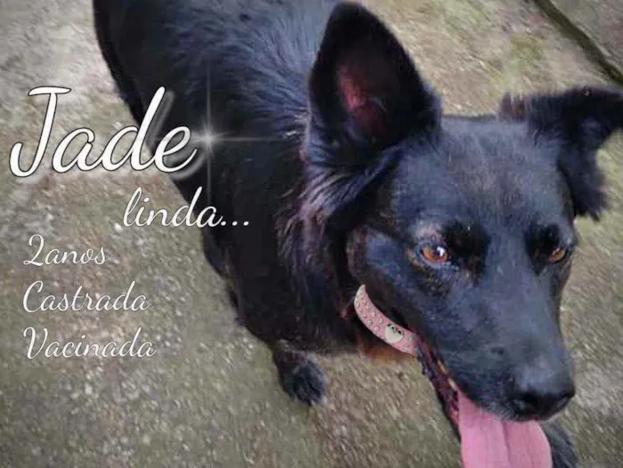 Cachorro ra a Srd idade 2 anos nome Jade