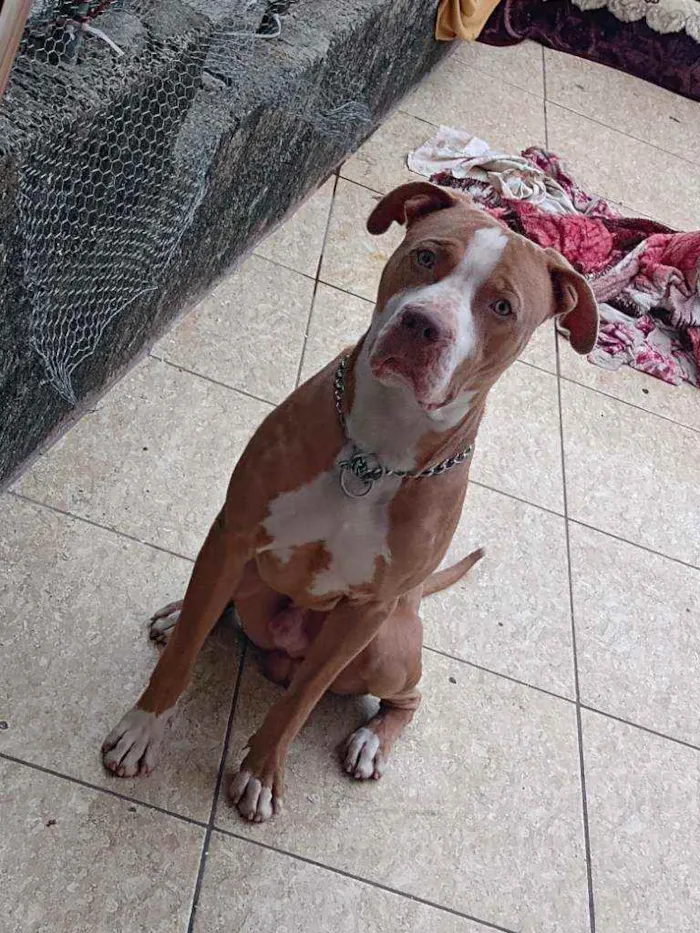 Cachorro ra a Pit Bull  idade 2 anos nome Thayson