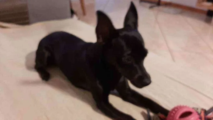 Cachorro ra a Pintcher com vira lata idade 7 a 11 meses nome CACAU
