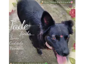 Cachorro raça Srd idade 2 anos nome Jade
