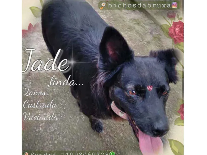 Cachorro ra a Srd idade 2 anos nome Jade