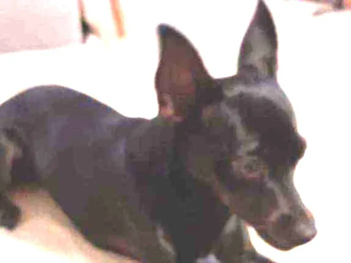 Cachorro ra a Pintcher com vira lata idade 7 a 11 meses nome CACAU
