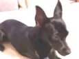 CACAU