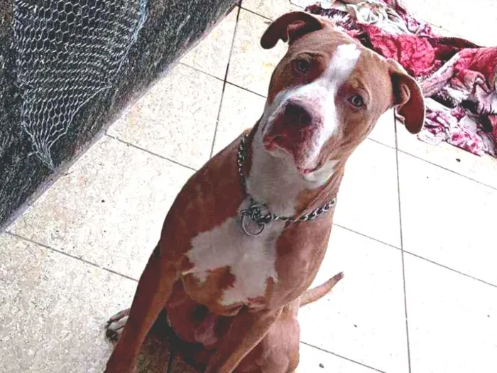 Cachorro ra a Pit Bull  idade 2 anos nome Thayson