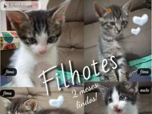 Gato raça SRD idade 2 a 6 meses nome Gatinhos