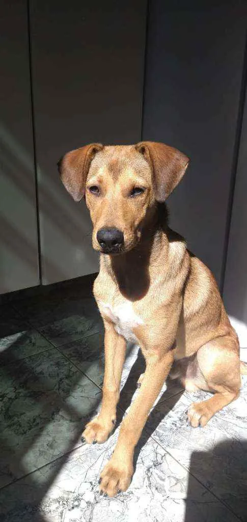 Cachorro ra a Vira lata  idade 2 a 6 meses nome Caramelo