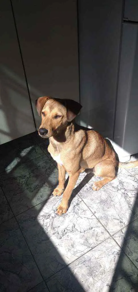 Cachorro ra a Vira lata  idade 2 a 6 meses nome Caramelo