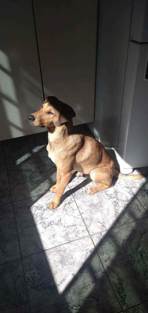 Cachorro ra a Vira lata  idade 2 a 6 meses nome Caramelo