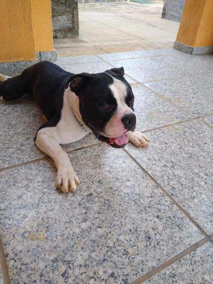 Cachorro ra a Pitbull Monsters idade 2 anos nome Baden