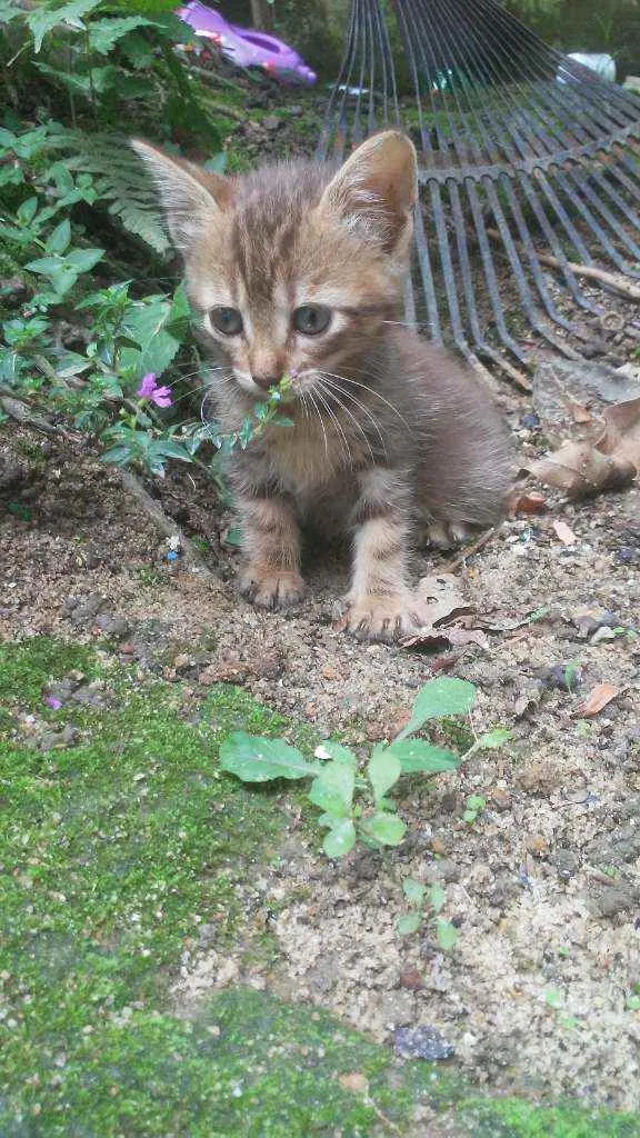 Gato ra a Gato idade 2 a 6 meses nome Sem nome