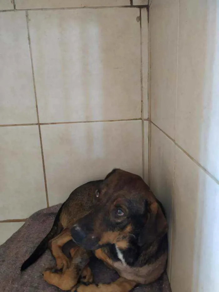 Cachorro ra a Sem raça definida idade 2 anos nome Negão