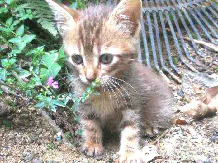 Gato ra a Gato idade 2 a 6 meses nome Sem nome