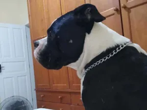 Cachorro raça Pitbull Monsters idade 2 anos nome Baden