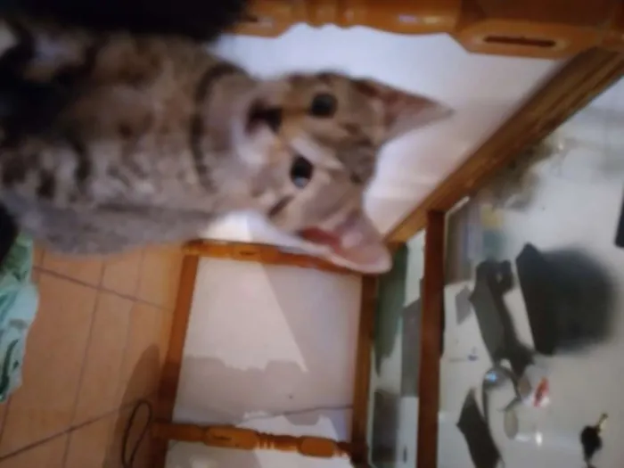 Gato ra a  idade Abaixo de 2 meses nome SEM NOME