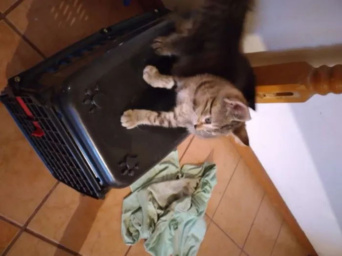 Gato ra a  idade Abaixo de 2 meses nome SEM NOME