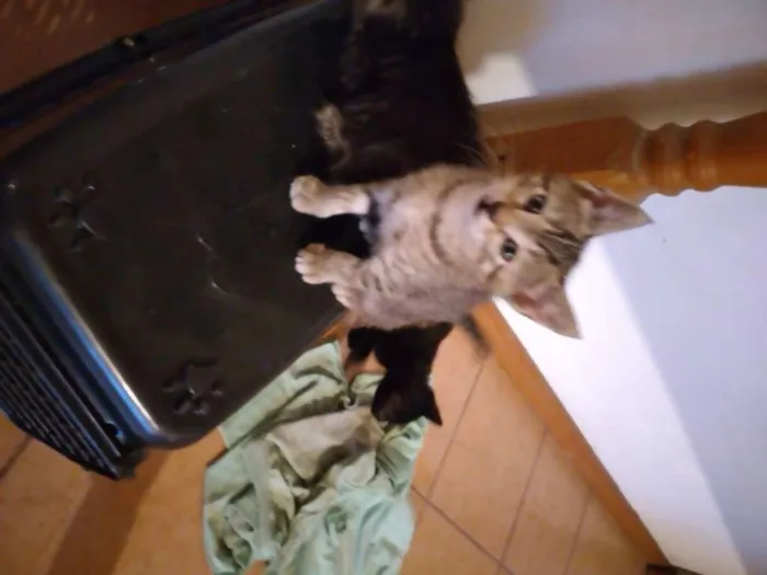 Gato ra a  idade Abaixo de 2 meses nome SEM NOME